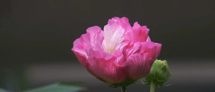 关于赞美芙蓉花的诗（芙蓉之美）