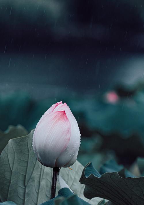 写莲花的优美诗句（《莲花之美》）