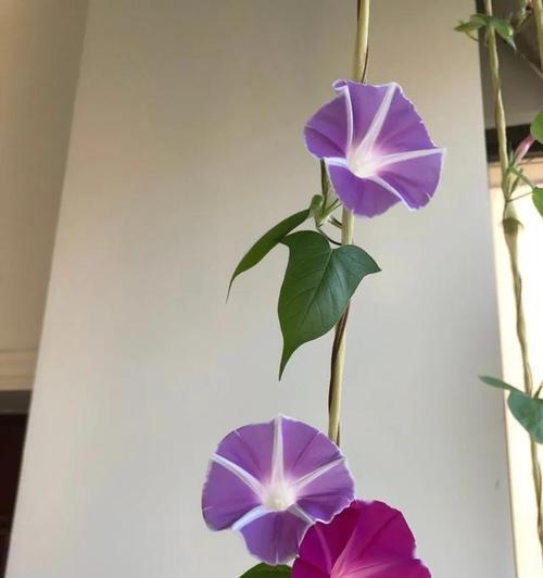 关于牵牛花的作文怎么写少一点字（《秘密花园：牵牛花的秘密》）