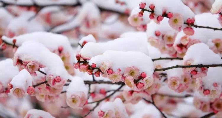 2024年的第一场雪怎么发朋友圈（2023年第一场雪）