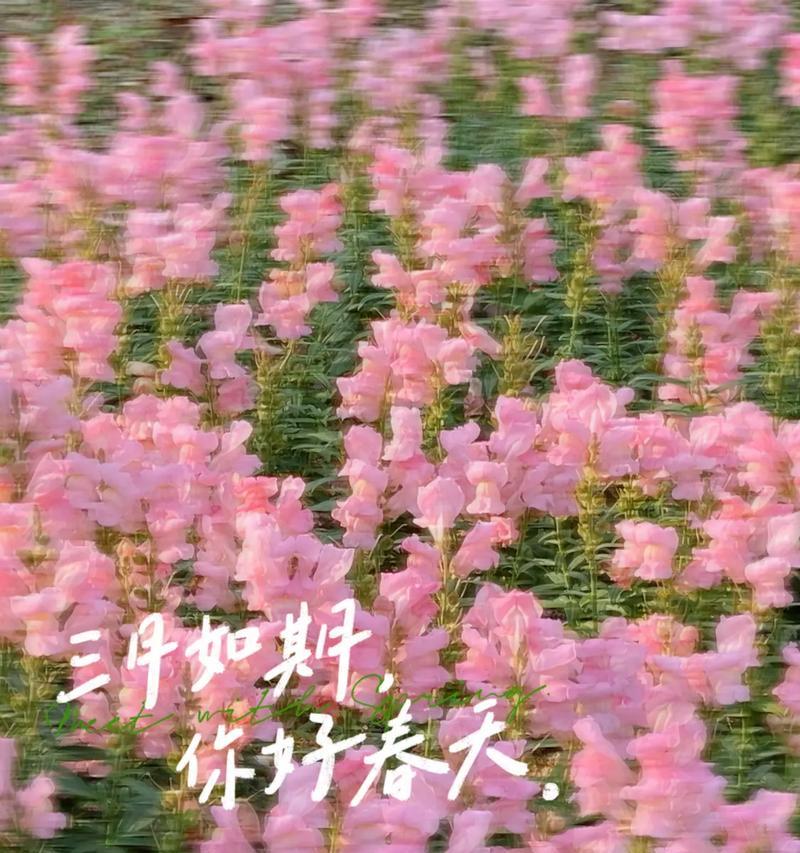 三月你好的句子怎么说（三月，带着微笑走进春天）