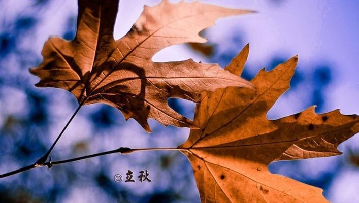 秋天来了发朋友圈怎么表达（秋意渐浓，明日可期）