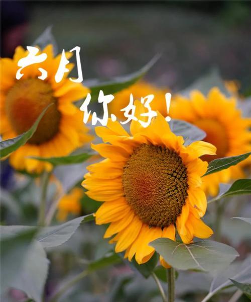 有关六月你好好句优秀例句111条的句子怎么写（六月你好好句优秀例句111条）