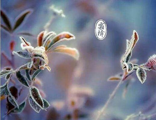 霜降节气气候会出现怎么变化（霜降时节，唯美长句，与你分享）