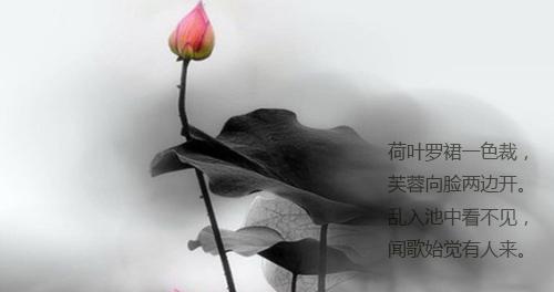 关于赞美荷花的诗句有哪些（唯美荷花——诗人眼中的花海仙境）