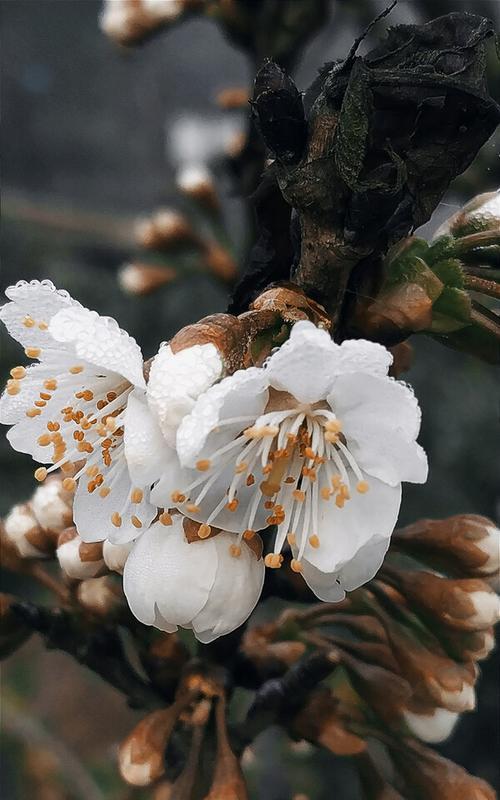 描写樱桃花样子的诗句（樱花雨落，唯美满溢）