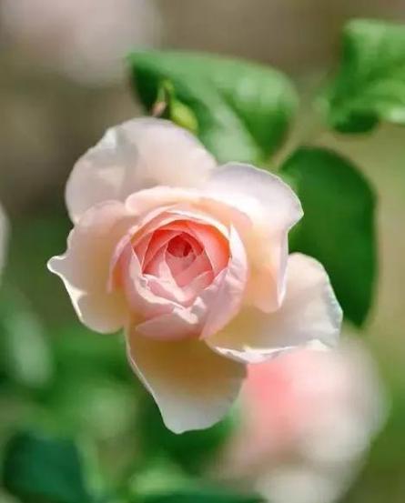 关于赞美花的优美句子（花之美与生命之灵魂）
