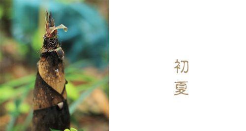 关于竹笋的诗怎么写（竹笋唯美诗句经典——寻味春日清香）