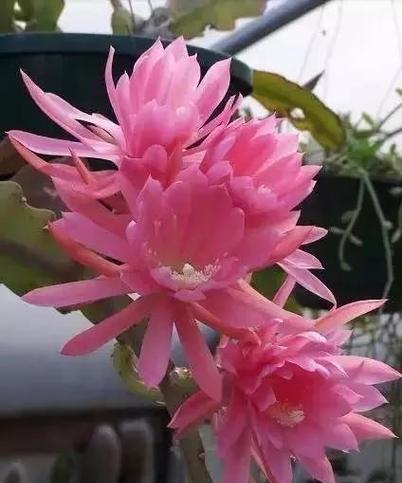 有关昙花一现的经典唯美句子的短句摘抄（唯美句子的魅力）