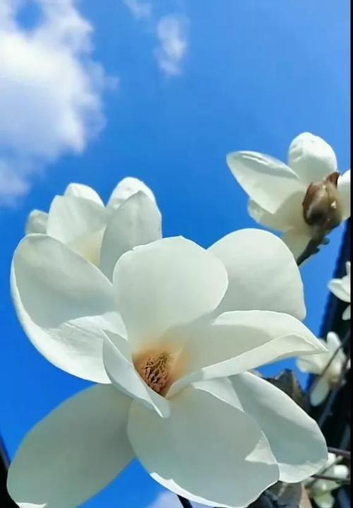 有关昙花一现的经典唯美句子的短句摘抄（唯美句子的魅力）