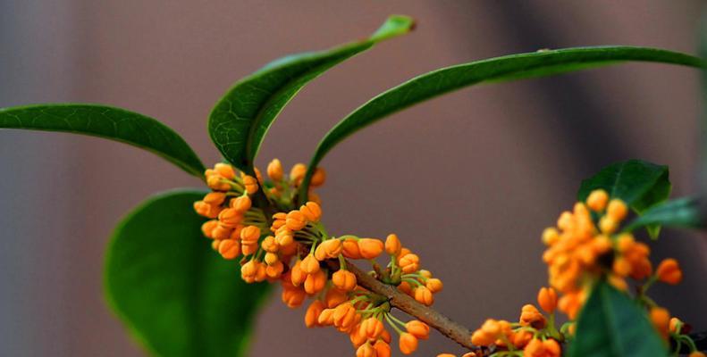关于桂花香的心情说说（桂花香，清香浸人心）
