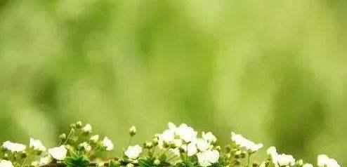 带有植物的诗句（探寻大自然中的美好）