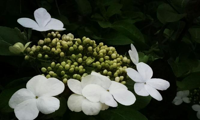 赞美琼花的成语（颂扬春天的礼物）