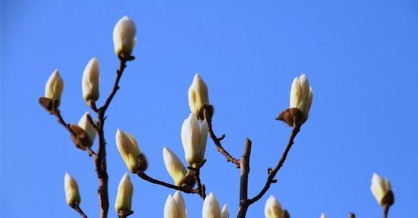 关于玉兰花的唯美诗句（玉兰花——美丽的传说）