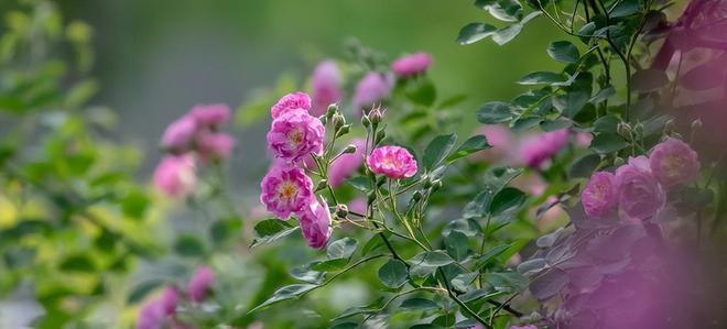 关于描写蔷薇花的诗句（鲜花香艳，情意绵绵）