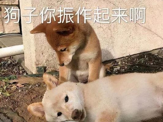 人不如狗怎么形容（狗，永远比人更真挚）