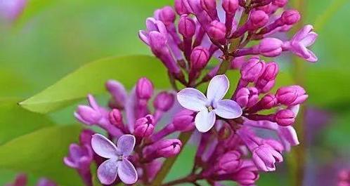 赞美丁香花的优美诗句十个字（花开花落，丁香馥郁；溯源古国，文化荟萃）