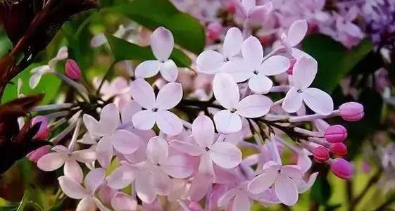 赞美丁香花的优美诗句十个字（花开花落，丁香馥郁；溯源古国，文化荟萃）