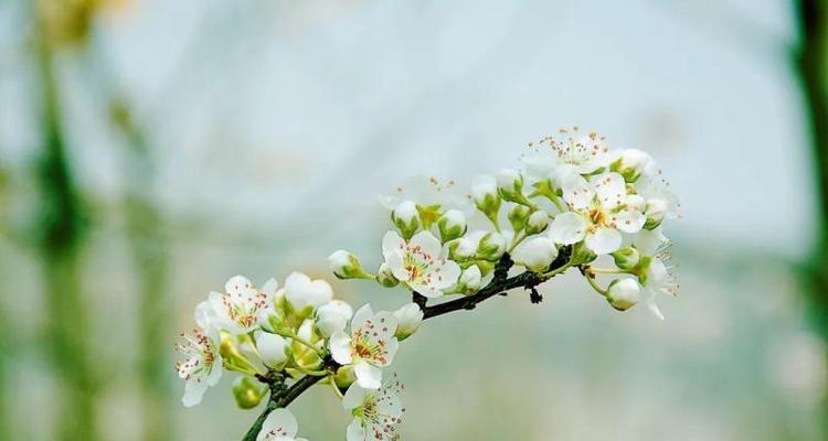 关于有花的诗（花开满园，唯美诗句之旅）