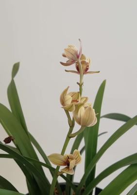 写兰花的优雅诗词（《兰花高洁淡雅》）