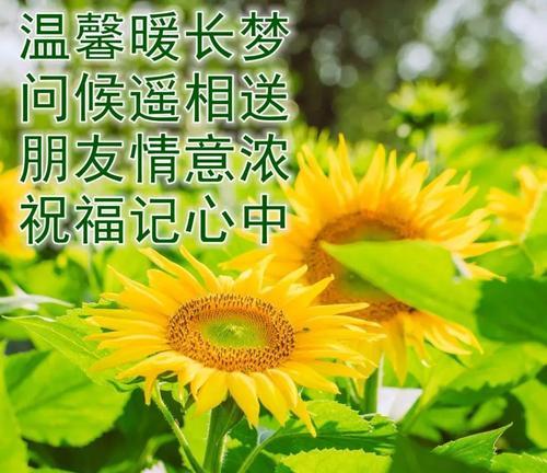 一缕阳光下句怎么写（一缕阳光，温暖心房）