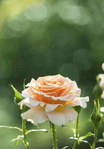 养花草的文案（花开草茂，唯美花草短句集锦）