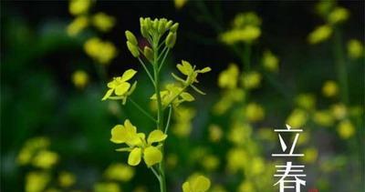 2024年立春时间几点几分几秒（2024立春：梦回春光，盼早春归来）
