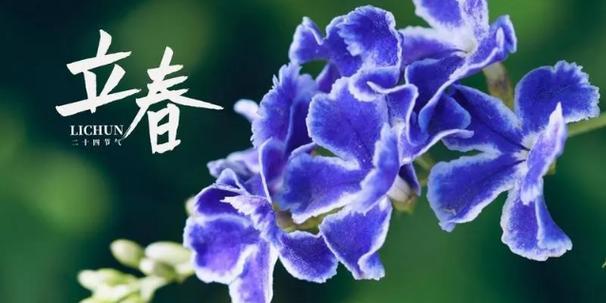 2024立春时间（花开燕归，春满人间）