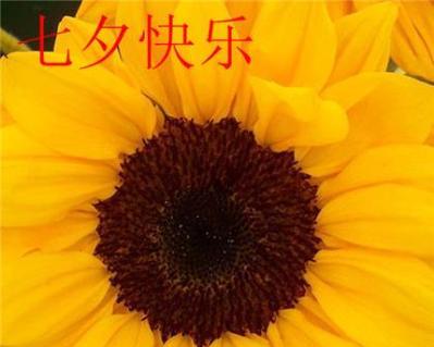 七夕单身怎么发朋友圈说说（七夕单身说说心情短语）