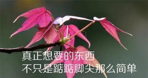 关于人生留香的句子有哪些？如何用这些句子来美化生活？