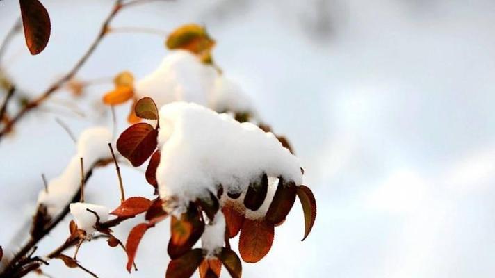 今年第一场雪你有什么心情？分享你的雪天心情说说吧！