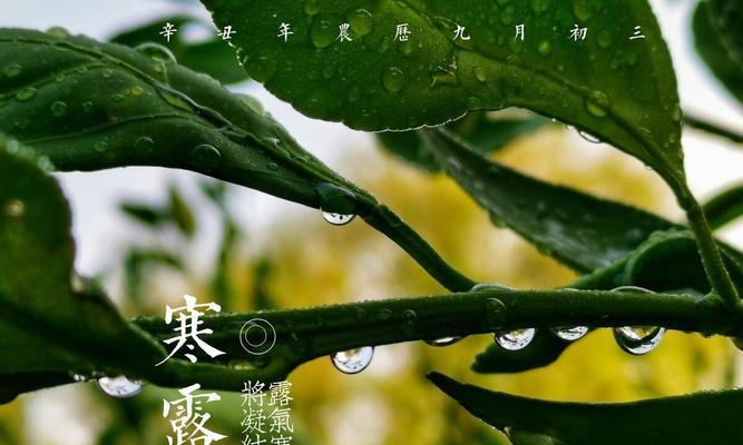 寒露节气祝福语怎么说？有哪些寓意深刻的句子？