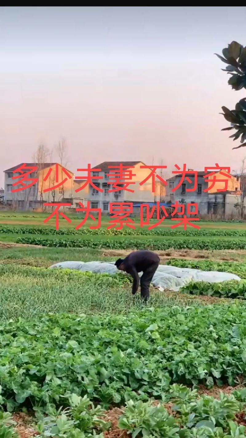 不怕苦不怕累经典唯美短句有哪些？如何用在日常生活中？