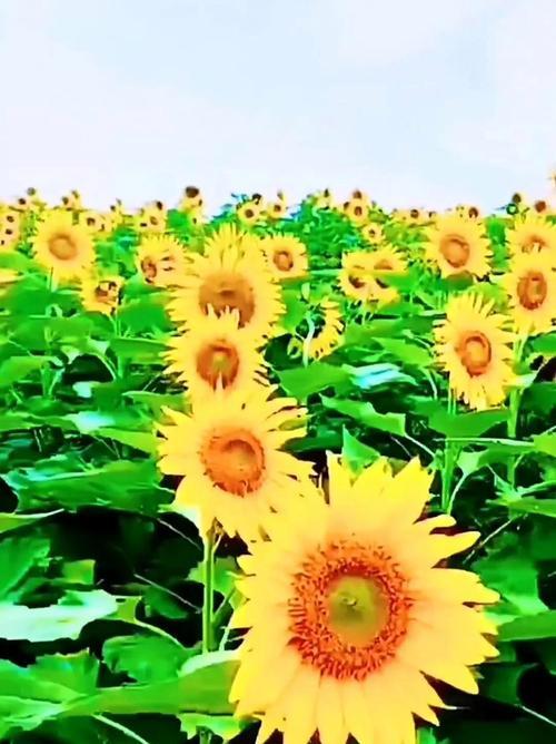 向日葵花语是什么意思？如何用短句表达向日葵的唯美花语？