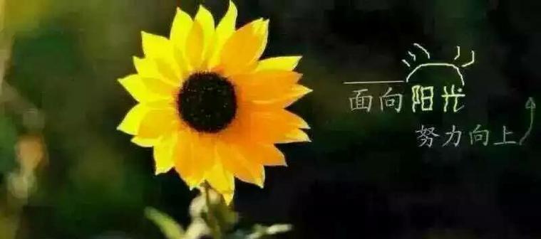 散步时如何找到唯美的句子？这些句子能带来什么感受？