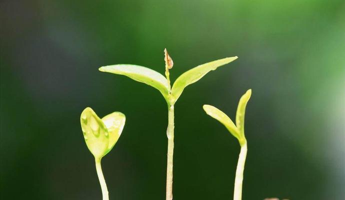 绿植的唯美句子有哪些？如何用它们美化家居环境？