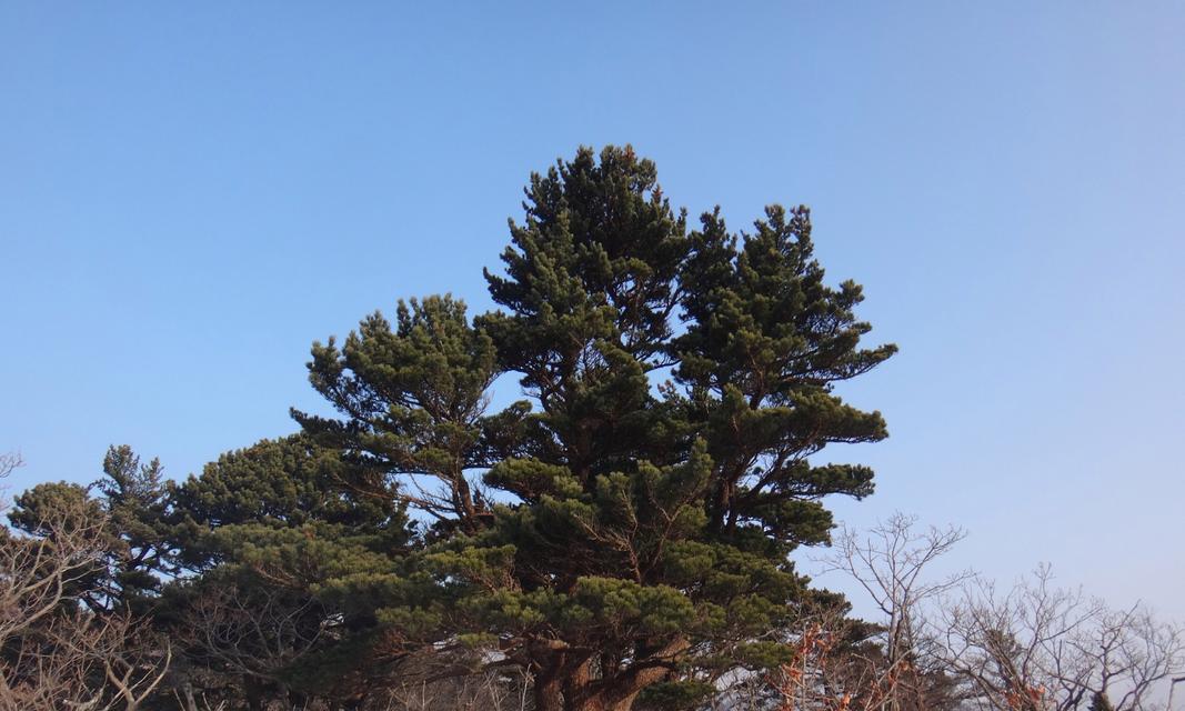 描写松树坚韧不拔的唯美诗句有哪些？如何体现松树的坚强品质？