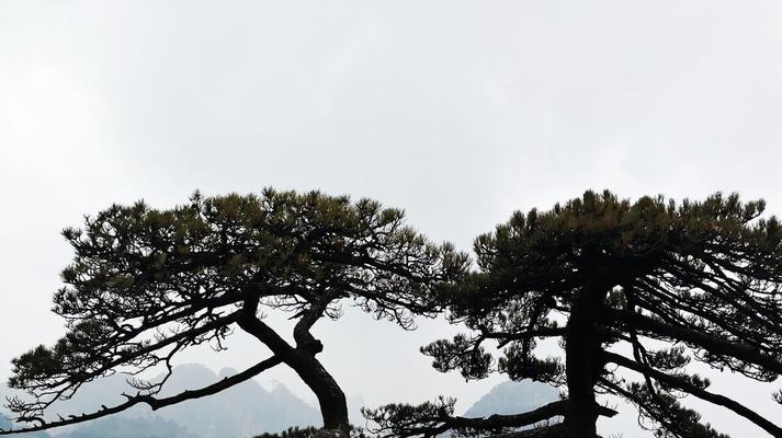 描写松树坚韧不拔的唯美诗句有哪些？如何体现松树的坚强品质？