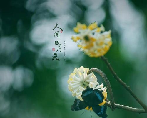 人生如棋的唯美句子有哪些？如何用这些句子表达生活哲理？