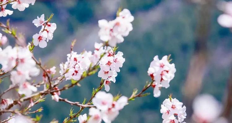 花的唯美短句温柔？如何用诗句表达花的温柔？