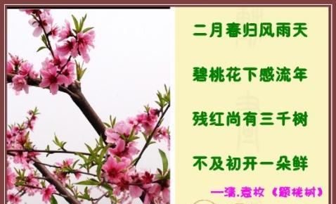 赞美桃花的唯美句子简短有哪些？如何用简短句子表达对桃花的赞美？