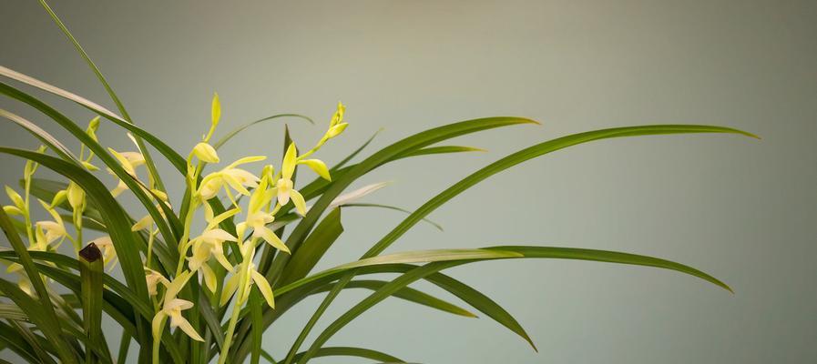 兰花唯美诗句有哪些？如何用诗句表达兰花的美？