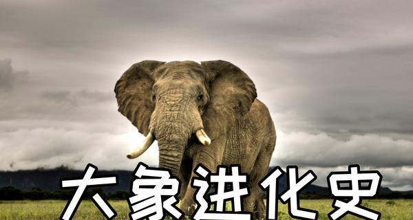 如何用唯美句子描写大象的外貌？
