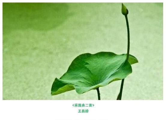 与荷花相关的唯美诗句有哪些？如何在诗词中描绘荷花之美？