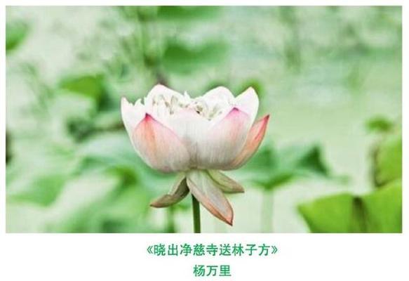 与荷花相关的唯美诗句有哪些？如何在诗词中描绘荷花之美？