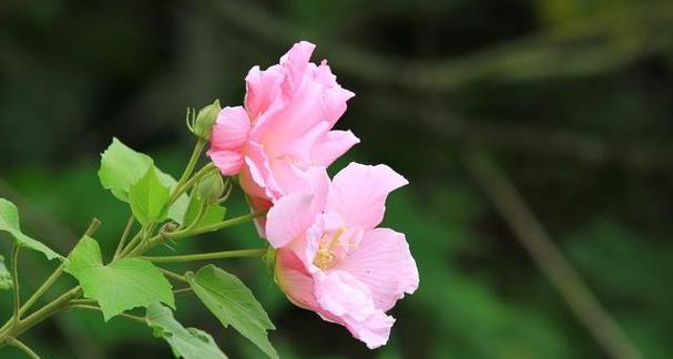 芙蓉花的唯美诗句有哪些？如何赞美芙蓉花的美丽？