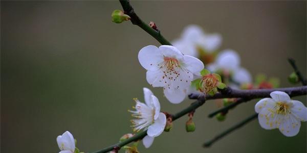 芙蓉花的唯美诗句有哪些？如何赞美芙蓉花的美丽？