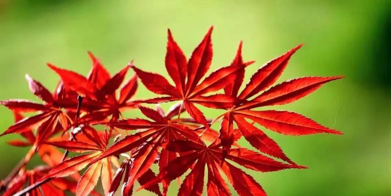 春天枫叶唯美句子有哪些？如何用简短句子表达枫叶之美？