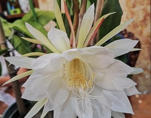 昙花一现的经典唯美句子有哪些？如何在日常生活中运用它们？