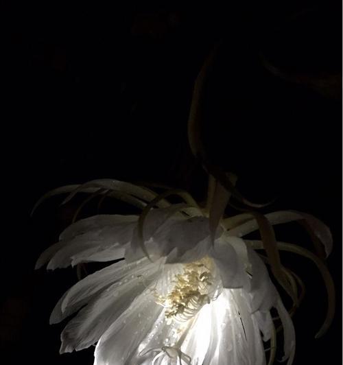 昙花一现的经典唯美句子有哪些？如何在日常生活中运用它们？